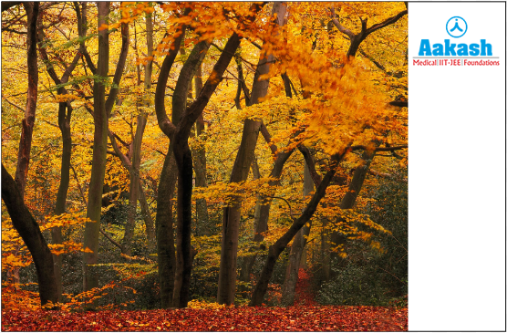 Temperate forest ecosystem