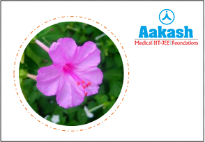 Mirabilis jalapa (Four o’clock plant)