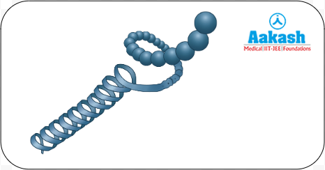 Alpha-helix structure of a protein
