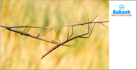 Camouflage in stick insect