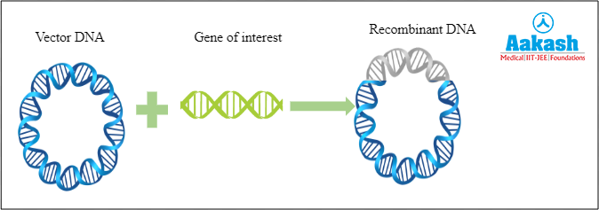 Formation of rDNA