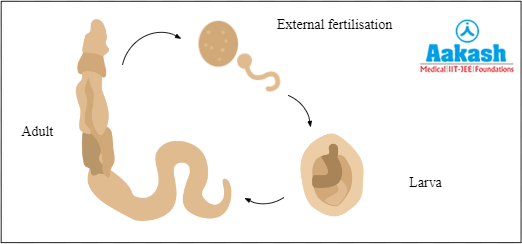 Life cycle of Hemichordata