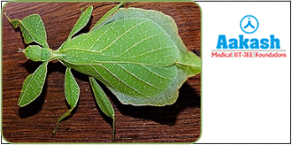 Camouflage in leaf insect