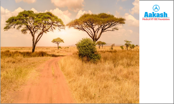 Savanna ecosystem