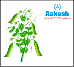 Pisum sativum (Garden pea)