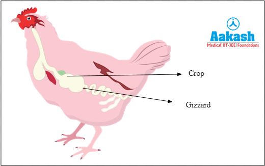Digestive tract of hen