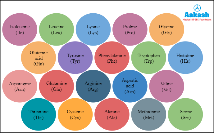 Names of twenty amino acids present in proteins
