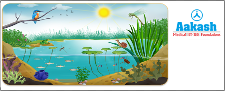 Pond ecosystem