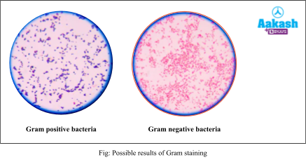 possible results of gram staining