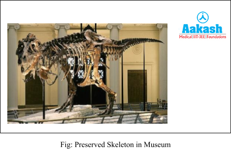 preserved skeleton in museum diagram