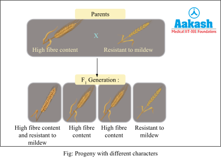 progency with different characters