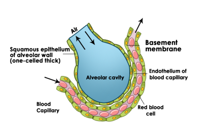 alveolar-cavity