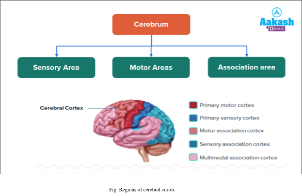 regions of cerebral cortex