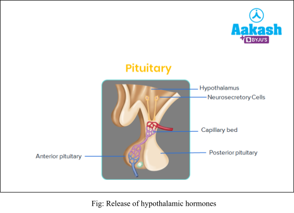 release of hypothalamic hormones