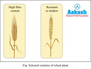 selected varieties of wheat plant