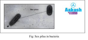 sex pilus in bacteria