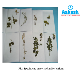 specimens preserved in herbarium diagram