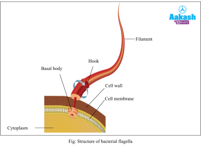 structure of bacterial flagella