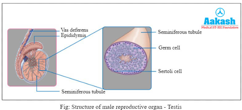 structure of male reproductive organ