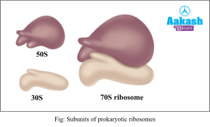 subunits of prokaryotic ribosomes
