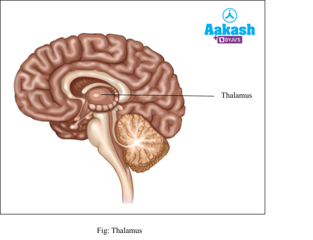 thalamus
