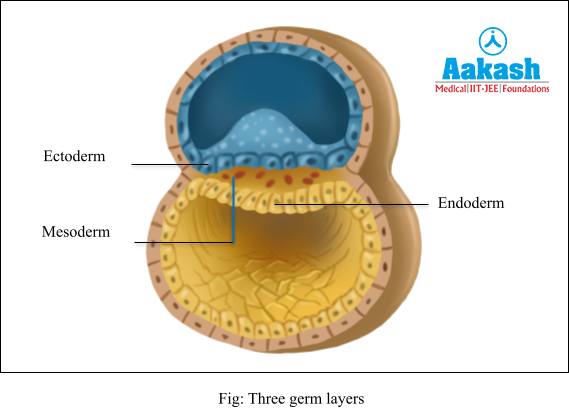 three germ layers