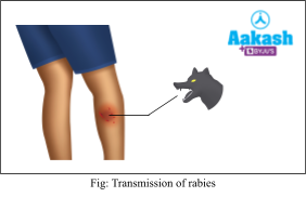 transmission of rabies