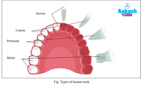 types of human teeth