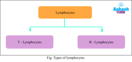 types of hymphocytes