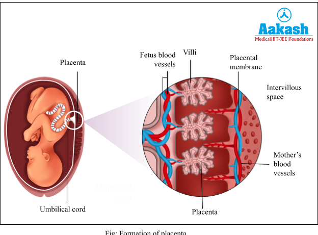 types of placenta