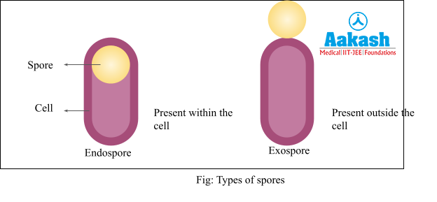 types of spores