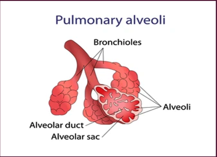 alveoli