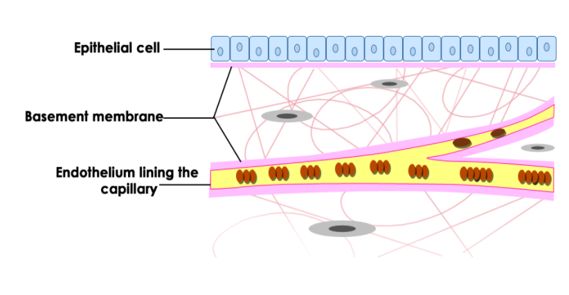 epithelial-cell
