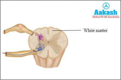 white matter Diagram
