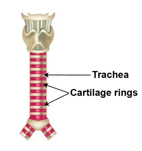 trachea