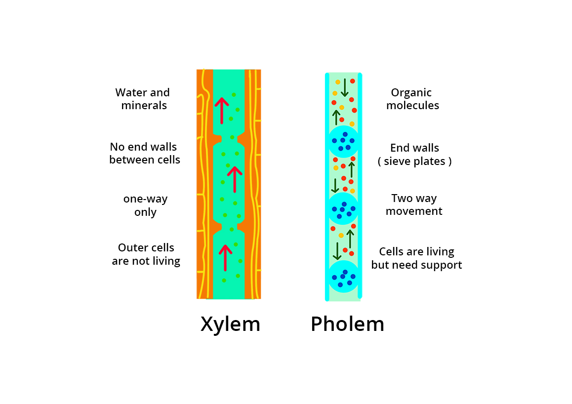 Difference Between Xylem And Phloem In Biology Aesl